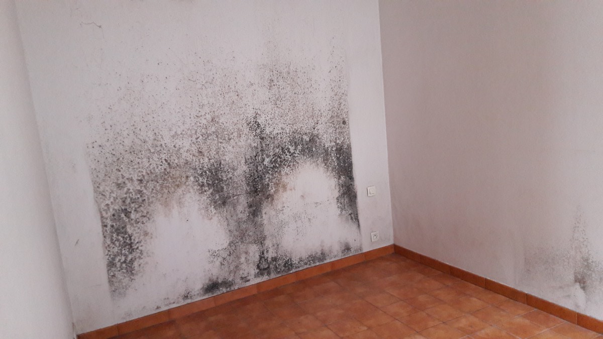 Moisissures - Expertise humidité à Mont-de-Marsan